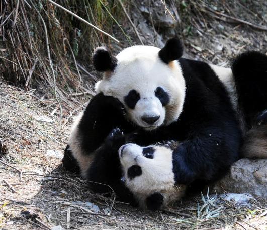 ��ֻ��è���̲���Ұ����ѵ ˣ������������ȱ��