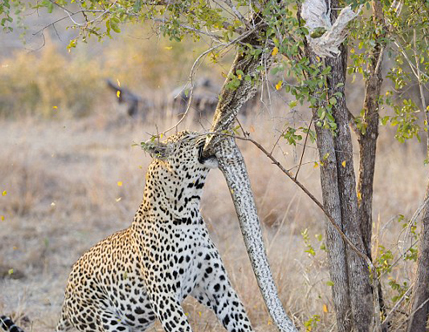 �Ϸ���Ӱʦץ���Ա�������������ս����