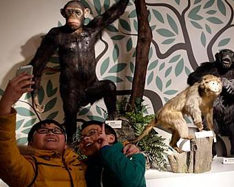 “猿猴传奇”猴年生肖特展吸引上海市民”