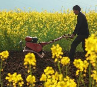 四川石棉油菜花扮靓重建新村”