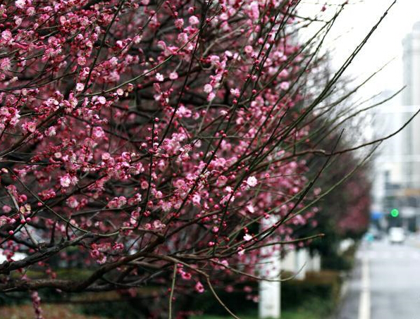 �人��ͷ÷��Ʈ�� ����ŨŨ��