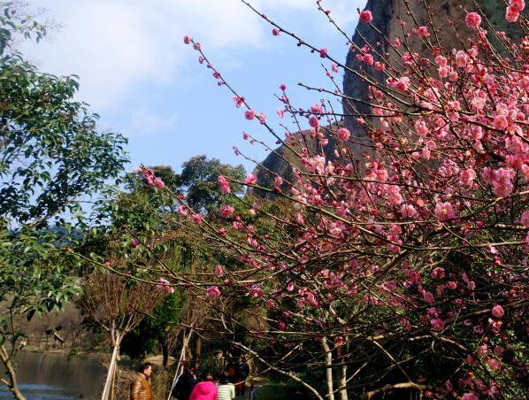 �㽭�ɶ���÷�Ρ�����֦ͷ �ο����ﲻ����