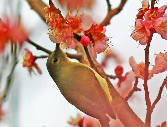 �����˲�һ��԰��ϡ�С����޷��񡱡�