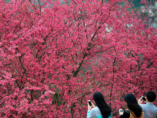 �ο�̤��������ӣ������������ˮ�������գ���