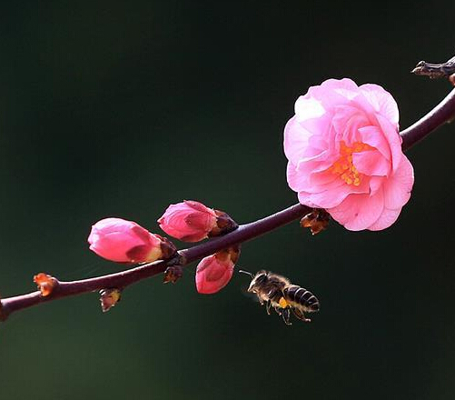 ���������������⽥Ũ ���ﷵ��÷�����š�