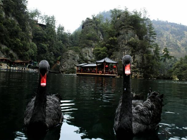 �żҽ籦���Ϊ�������