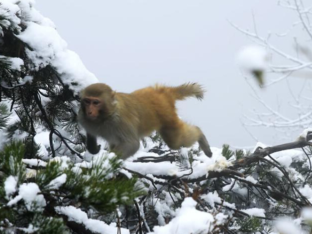 �żҽ��ʯկԪ����ѩ ����ִ���