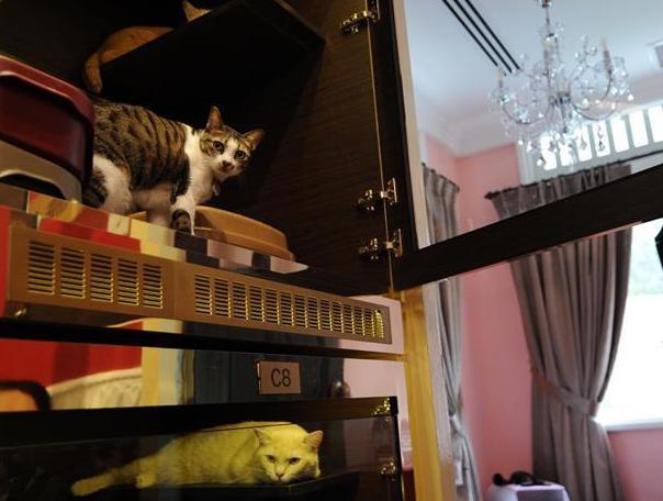 �¼�����5�Ǽ�è������õꡱ