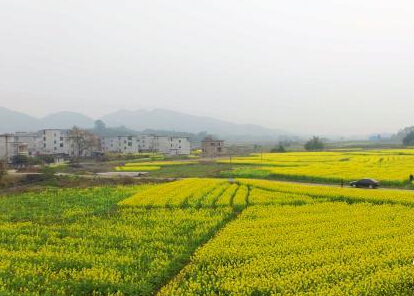 ��������ɽ����Ķ�Ͳ˻�ӭ��ʢ�������ˡ�