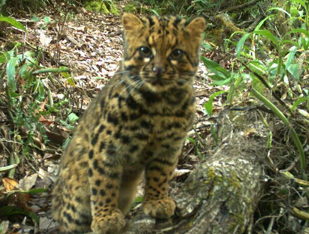 ��ϡ������è�������ϡ�