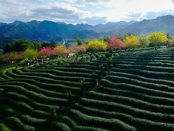 ����������ӣ��ʢ�� ɽҰ������