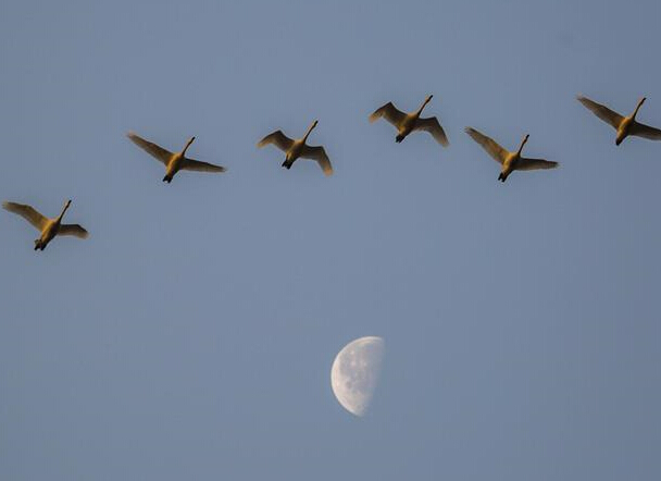 ��ӳ���顱