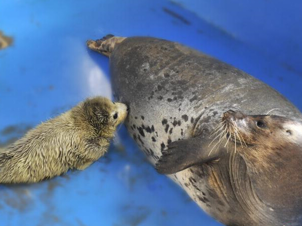 �����ΰߺ���˳�����ӡ�