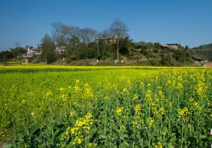 ����ƽ���Ͳ˻���ӭ���족