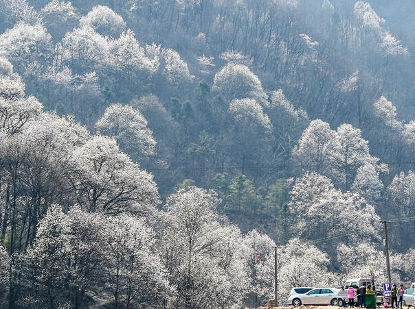 ǧĶ���������Ŵ��ɽ��