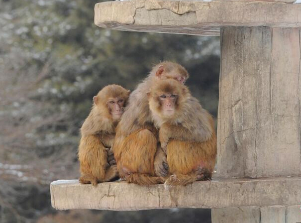 ����ӭ��ѩ ����ѩ����ˣ��̬�ٳ���