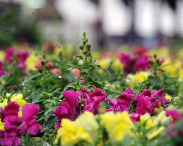 ��ۻ�չ35���껨�����ޡ�