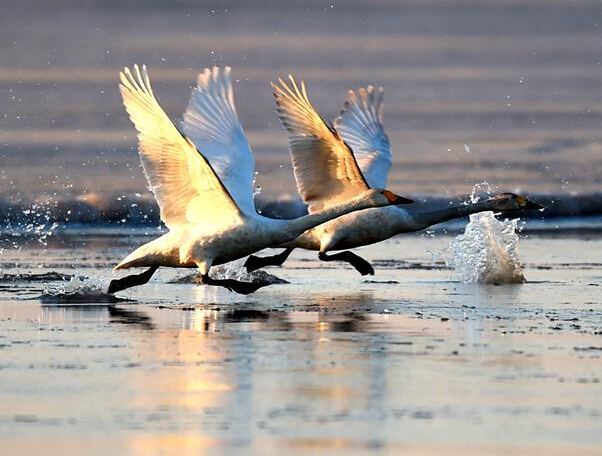 �ƺӿ����������