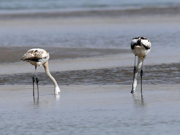 ��������ٻƺӡ�