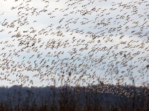 ����������������ֻѩ��Ǩ��ʢ����