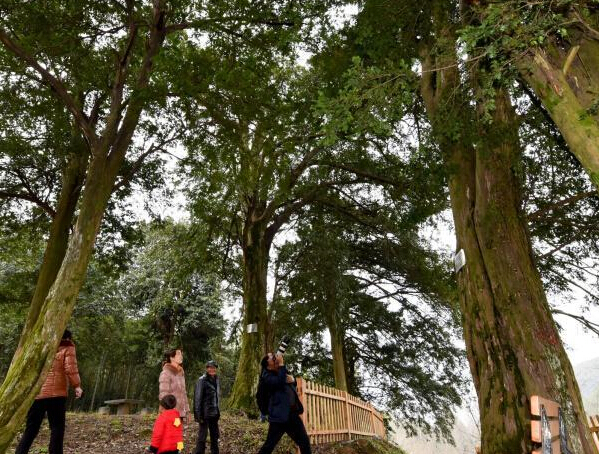 ���Ϸ��ִ�����춹ɼȺ�� ������䳬��900�ꡱ