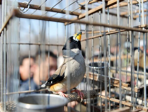 �������100��ֻ�ص㱣��Ұ�����ࡱ