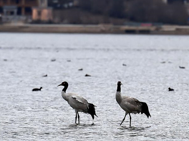 �����������������ĺھ����������ӡ�