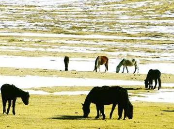 ������ϲ�ԭ�֡���ѩ����ͼ����