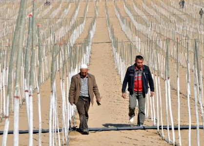 �½�Ҷ�������������ɳĮ��Եֲ����450���ꡱ