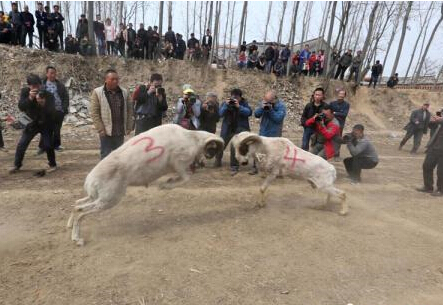 ���ϻ������ִ�ͳ������ ���漤�ҡ�