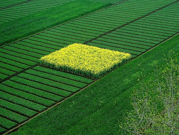 �������У�Ԫ���������ɫ��