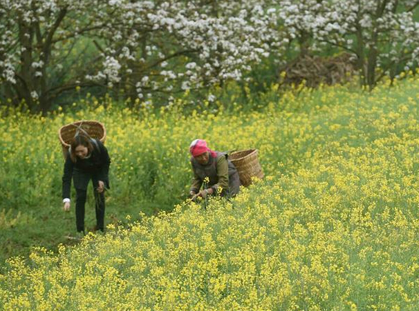 ������ƽ����������δ���ũ�����ա�