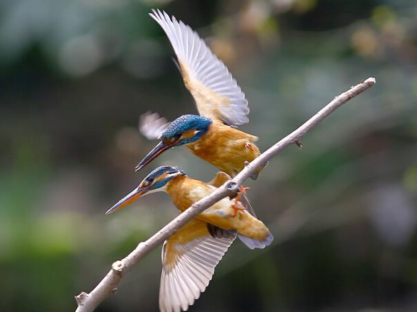 ���Ӿ�ʢ�硿֦ͷ������¡�