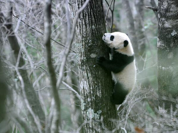 ������ƺ��ż��Ұ������è��