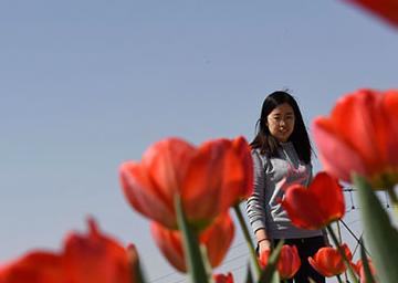 �ӱ���ˮ��ɭ�ֹ�԰70���������㻨���˰���