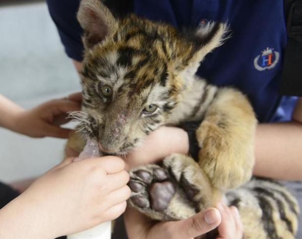 ��ɳ����԰��Ϊ�ϻ�ι�� Ů�ο�ι�̵������衱��