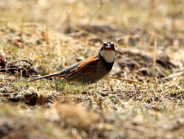 ϡ�����ֲ��c��������ʪ�� ʮ�ֺ���Ϊ�й����С�