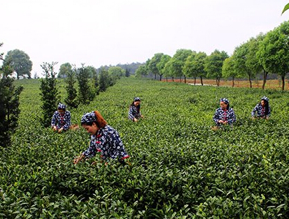 ���������ʦ�������ɲ�Ů�� �����԰�ɲ衱