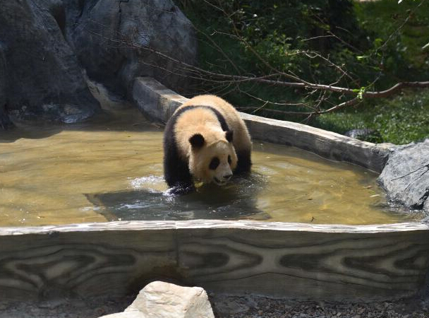 �����ǡ�����ӭ���� ����è��ˮ���