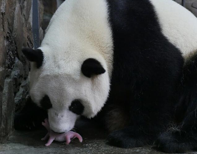 大熊猫“爱浜”产下雄性宝宝 数十万网友共同见证”