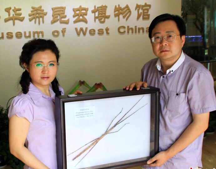 中国发现世界最长昆虫新物种 足全长超60厘米”