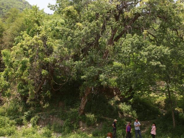 湖北竹山县首次发现一棵800余年紫藤”