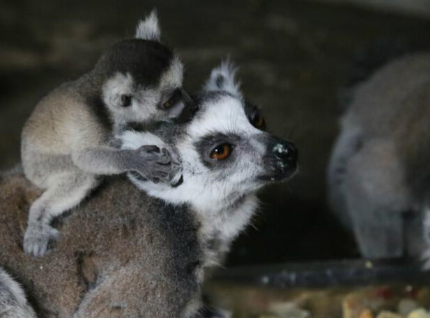 �����ĸ����Ե��