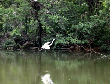 �ϲ������е�������� ��г������