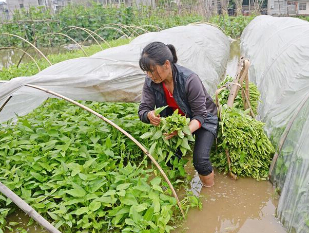 ������ũ���԰�������� ��ˮ���š�