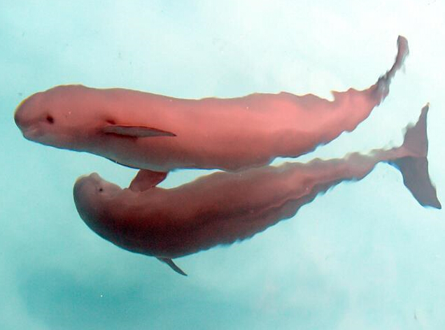 �人�����꽭�ཫ�ٲ���