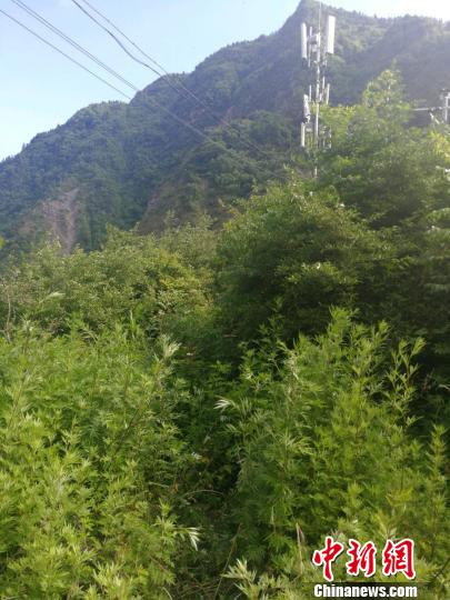 中国电信全面抢通茂县灾区通信所有基站及宽带全面恢复