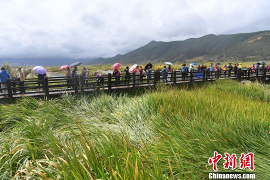 修建在草海中的栈道上,游人如织。 张浪 摄