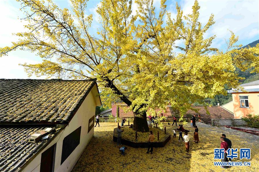 #(社会)(5)秋色如画