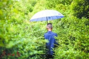 即便在炎热的天气里,庆但叔也如往常一样,撑起遮阳伞,穿行在密林里,巡视守护着这片山林。